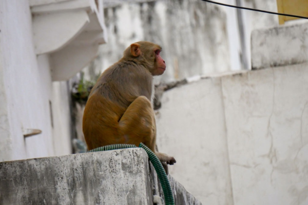 Monkey: शनिवार को बंदर का दिखना है शुभ या अशुभ? जानें!