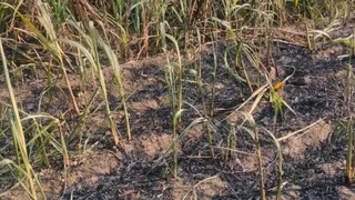 UP News: High tension line wire broke and fell in Muzaffarnagar, sugarcane crop burnt