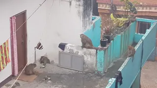 UP News: After stray dogs, now monkeys are terrorizing, causing damage to solar panels and water tanks, camping on rooftops