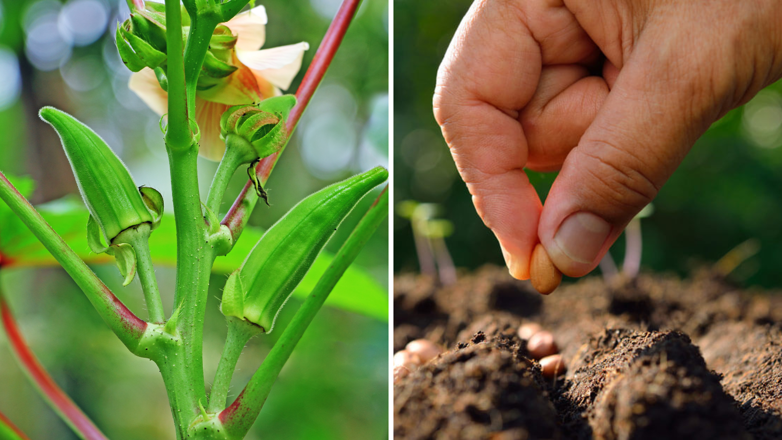 Which seeds should be planted in February? Gardening expert told the names of 8 vegetables, it is very easy to grow them in pots.