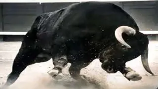 UP News: Bull attack in Sambhal: Horn enters young man’s stomach, condition critical