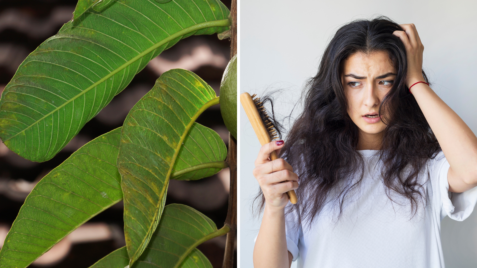 How are guava leaves beneficial for hair? Content creator Paramjit told the recipe to reduce hair fall and increase growth.