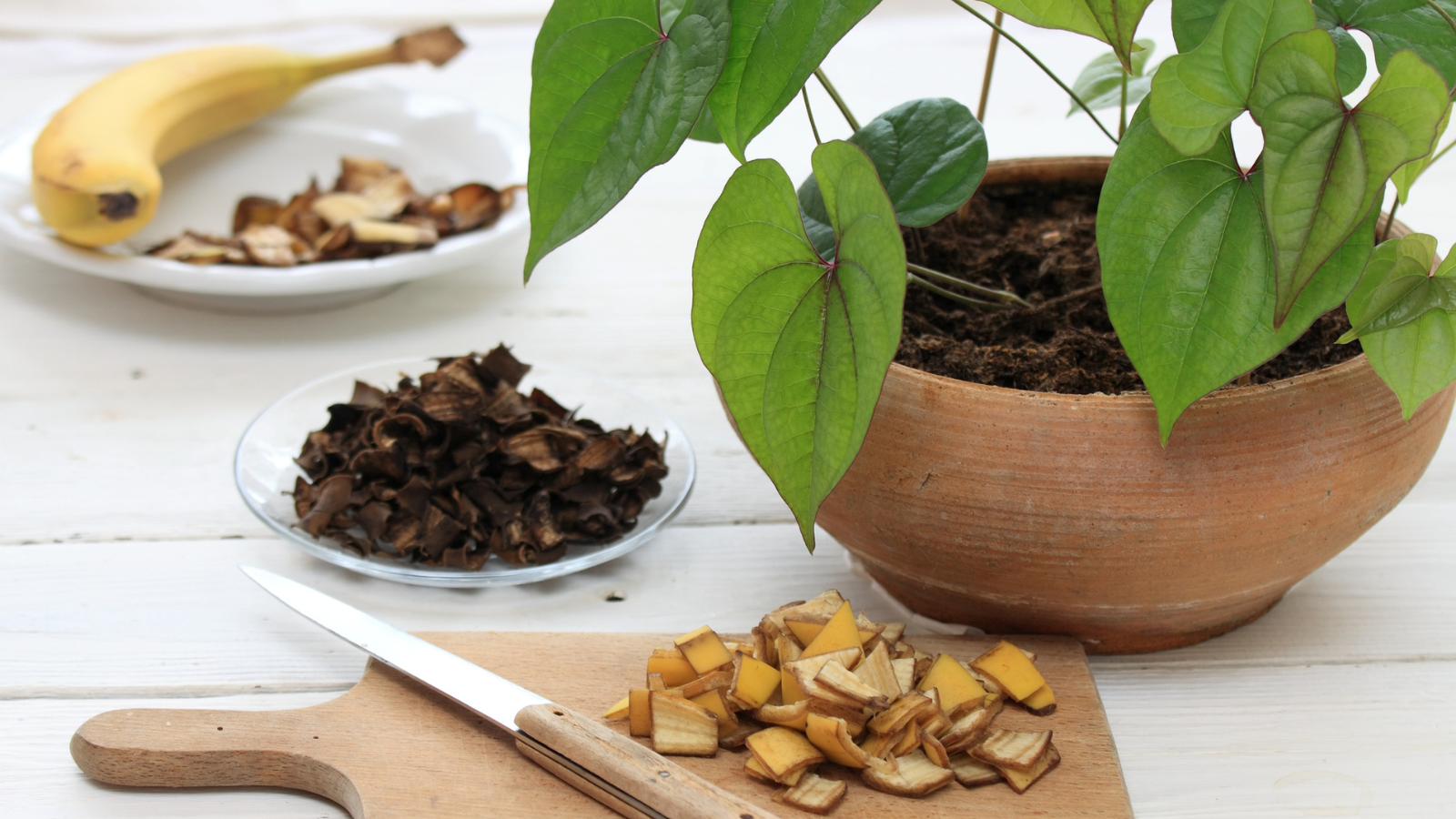 How to add banana peels to plants? The gardener told the right way, plants will grow faster…more and bigger flowers will bloom.