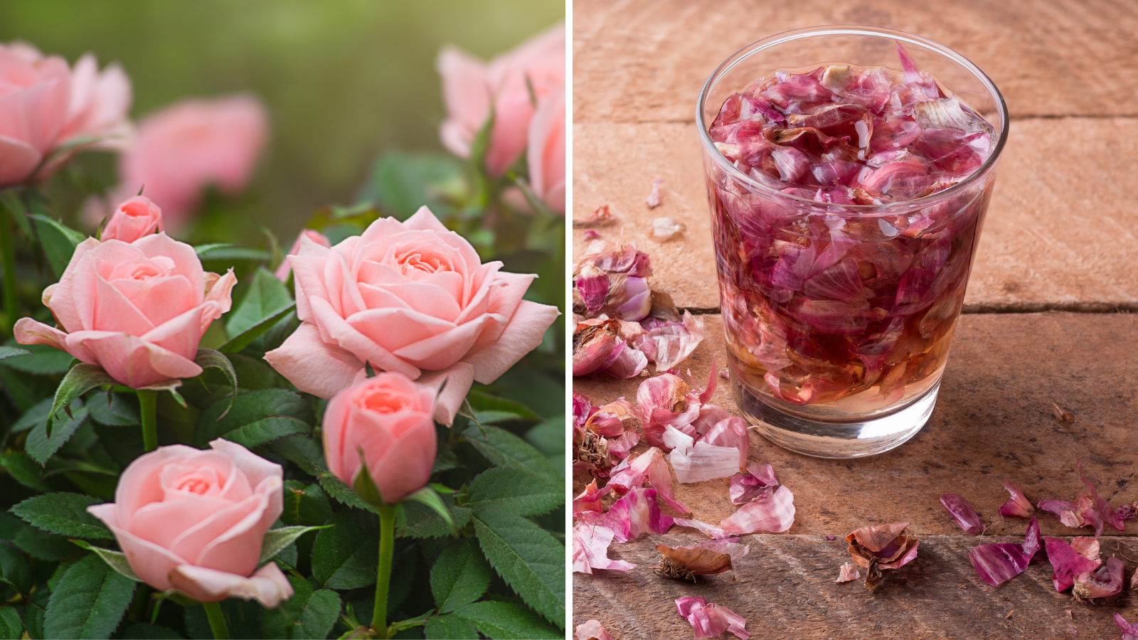 What to do to make the rose plant grow faster and keep it healthy? Gardener told about powerful fertilizer that can be made in 24 hours