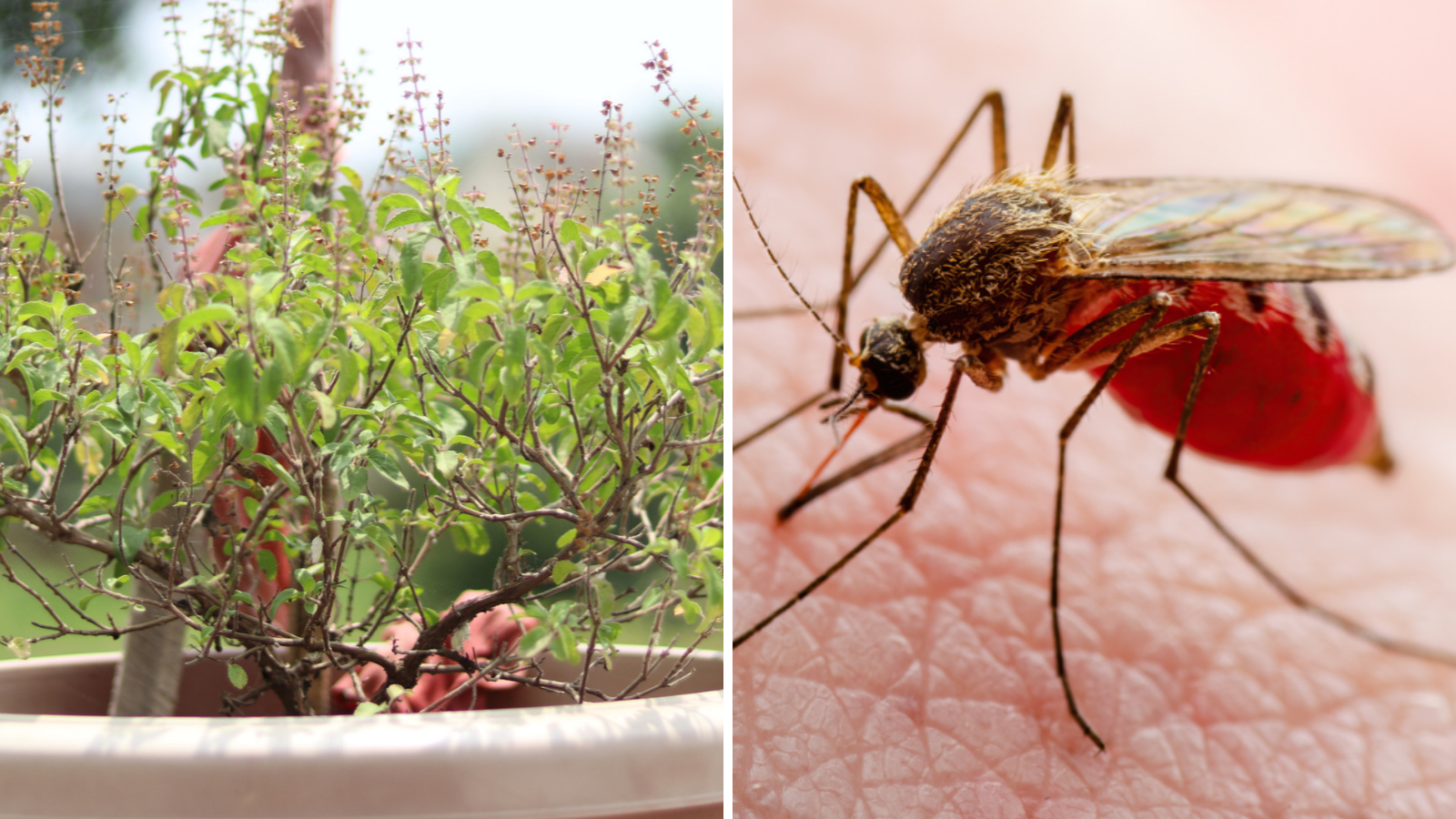 What to do with the dry wood of the basil plant? The gardener told not one but two methods of work, mosquitoes will run away from the house