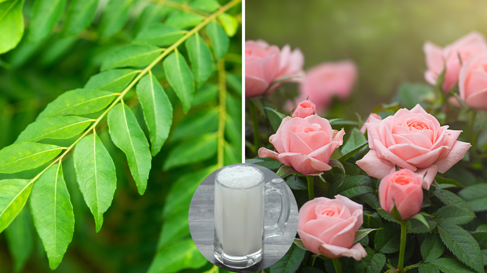 How to add buttermilk to plants? Gardening expert Vidushi Malik told the right method, big leaves will grow, lots of flowers will bloom.