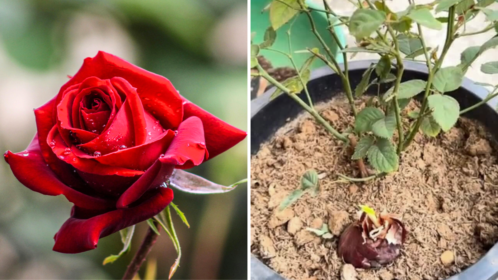 Why should onion be planted in a rose plant? Gardening expert reveals the secret, will become a free security cover