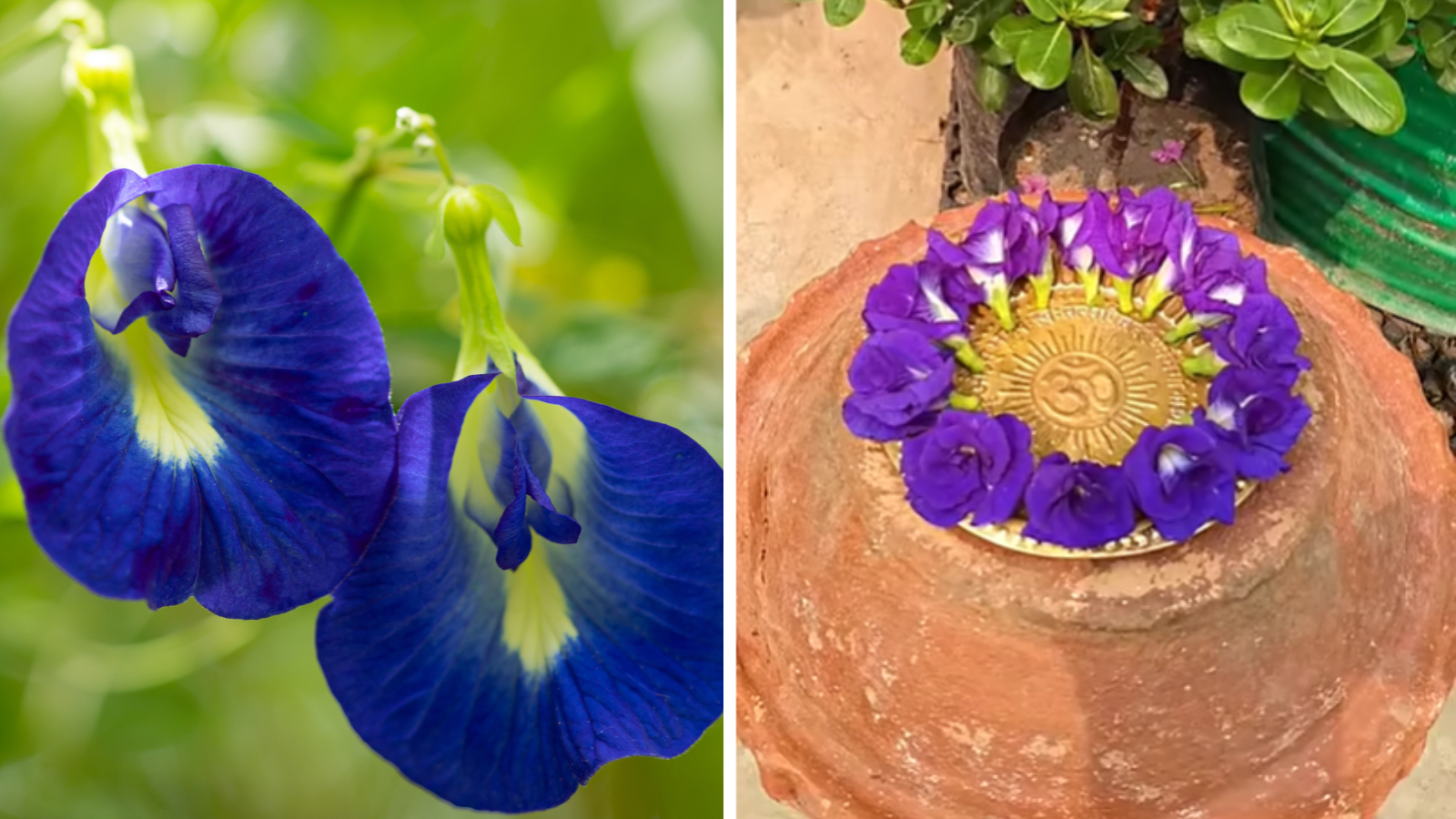 What to do to get continuous flowers from Aparajita? The gardener told the secret, you will be able to offer his favorite flower to Bholenath every day.