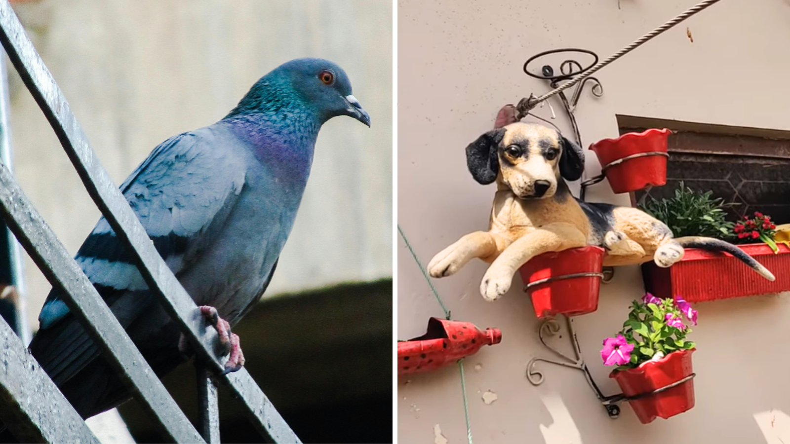 How to get rid of pigeons that are creating terror? Trying natural method will not cost money, pigeons will run away