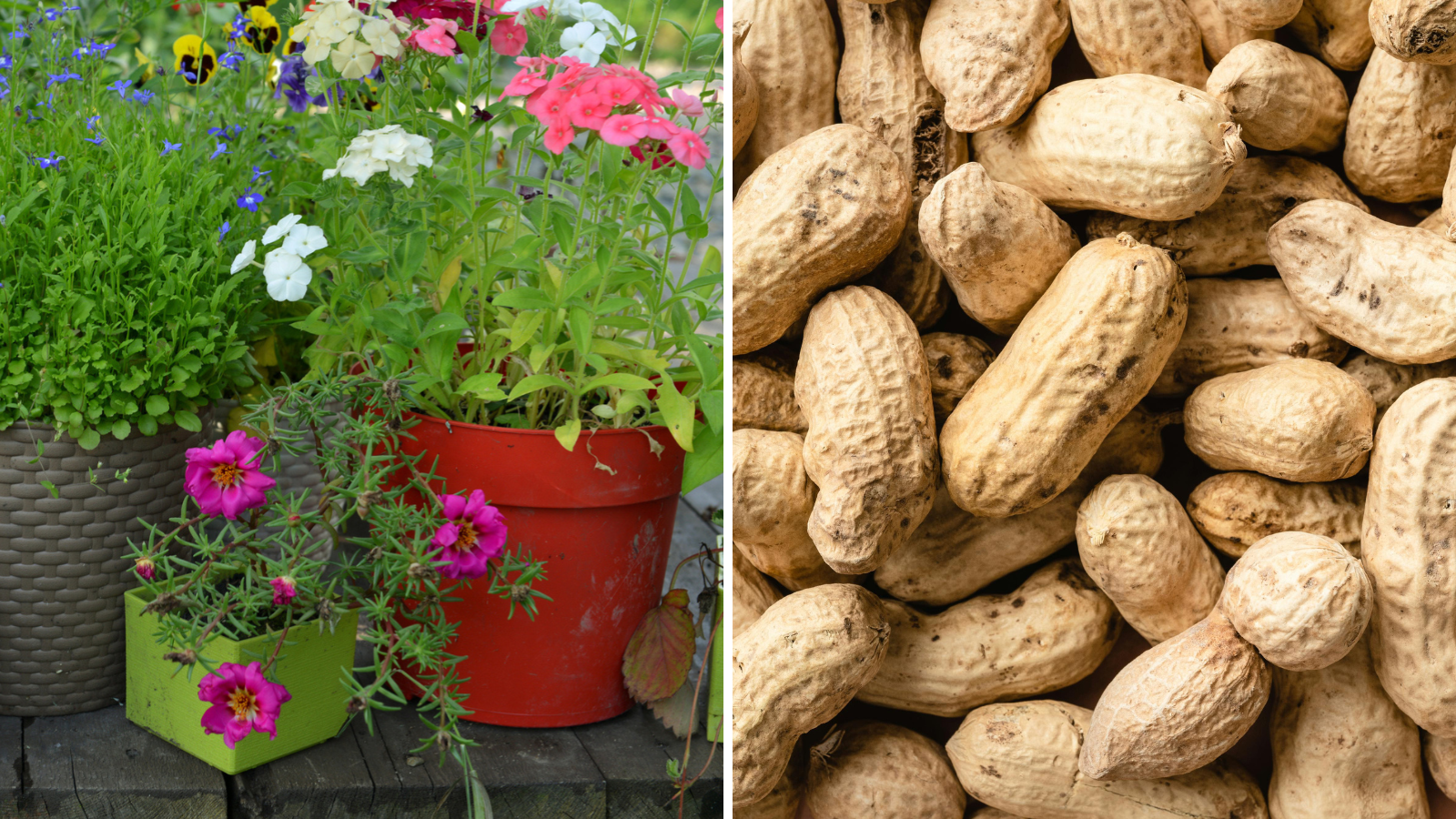 Do not make the mistake of putting peanut shells directly on the plant, Peepal Baba told the right way, you will get benefits by making compost.