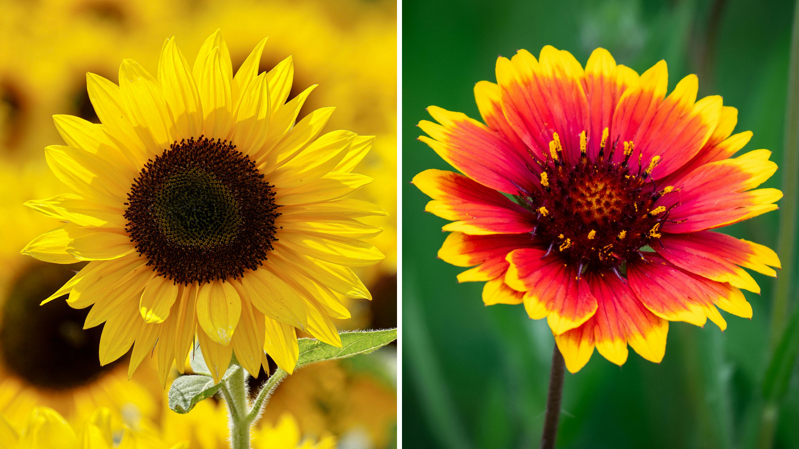 Which flowers should be grown in February? The gardener told the method of growing sunflower and amaranth flowers, the garden will smell good in summer.