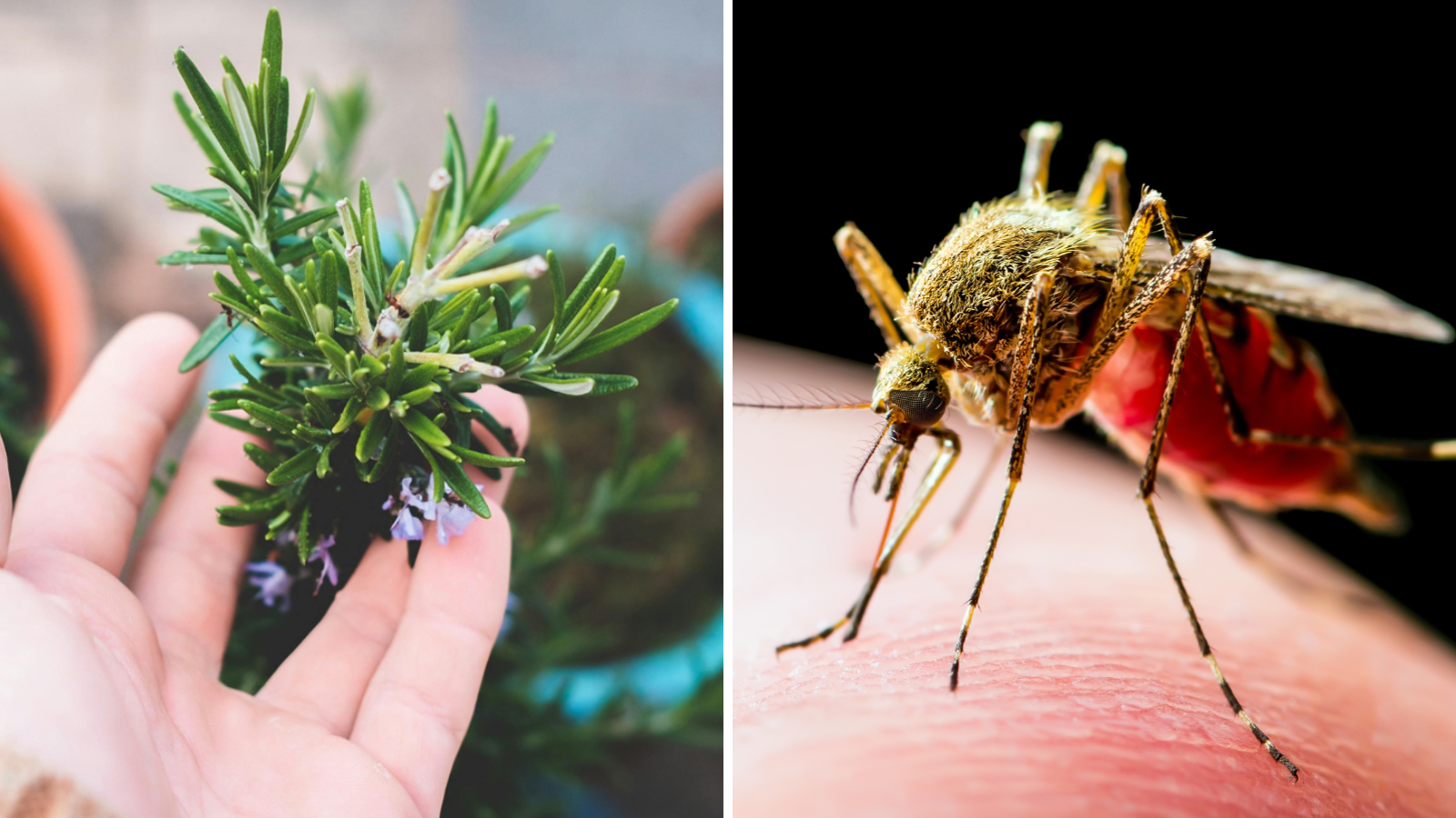 Are you troubled by mosquitoes? The gardener told the natural way to get rid of it, you will stay away from the fragrance of 4 plants.