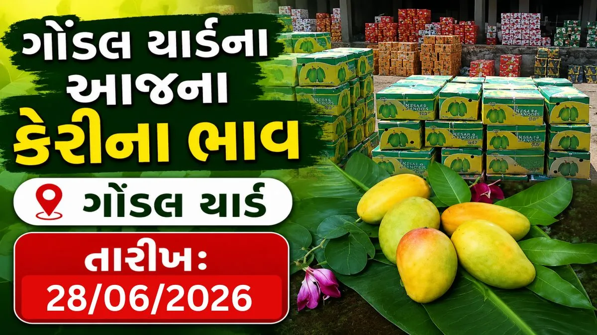 Mango Price In Gondal: Big News For Mango Lovers: Thalwai Badam, Dasheri and Saffron Mangoes in Gondal Yard, Know Today’s Shocking Market Prices
