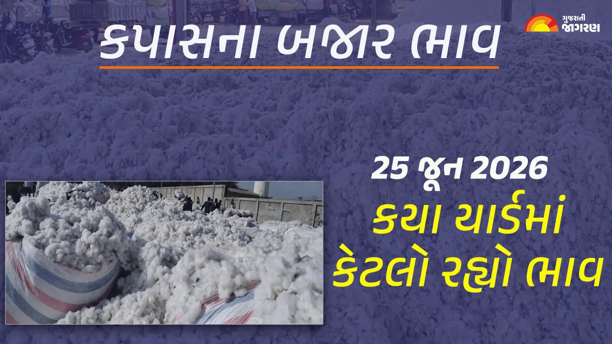 Cotton Price Today in Gujarat: Today’s market price of cotton in Gujarat, know what the high and low prices were in which yard?