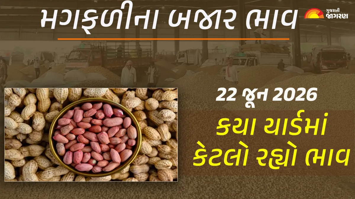 Groundnut Prices in Gujarat (22 June 2026): Today’s market price of 31 yards of groundnut in Gujarat, know what the high and low prices were in which yard?
