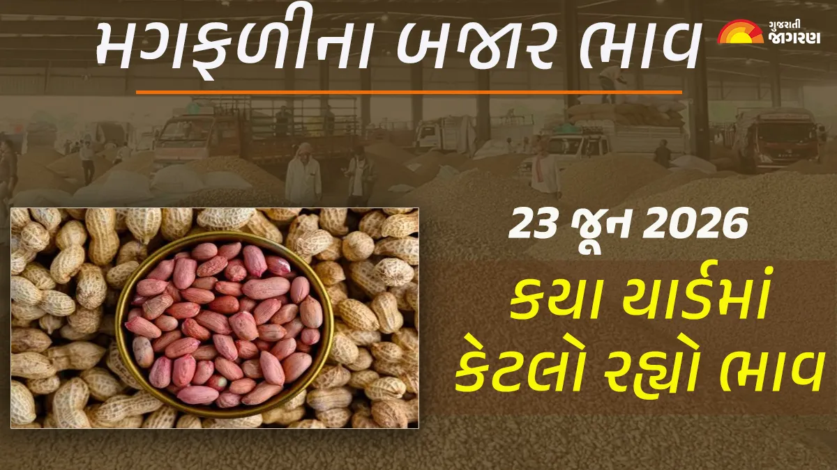 Groundnut Prices in Gujarat (23 June 2026): Today’s market price of 28 yards of groundnut in Gujarat, know what the high and low prices were in which yard?