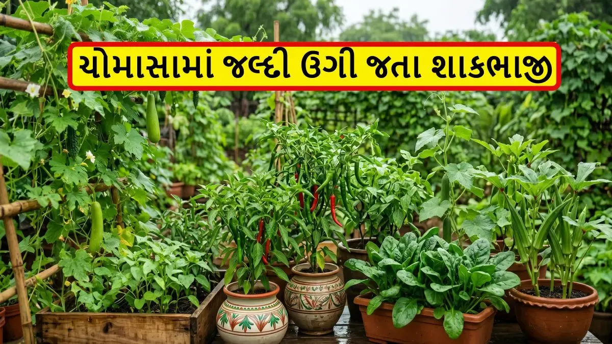 Don’t worry about lorries in monsoon! Grow these 9 vegetables easily on the roof of the house or in the garden