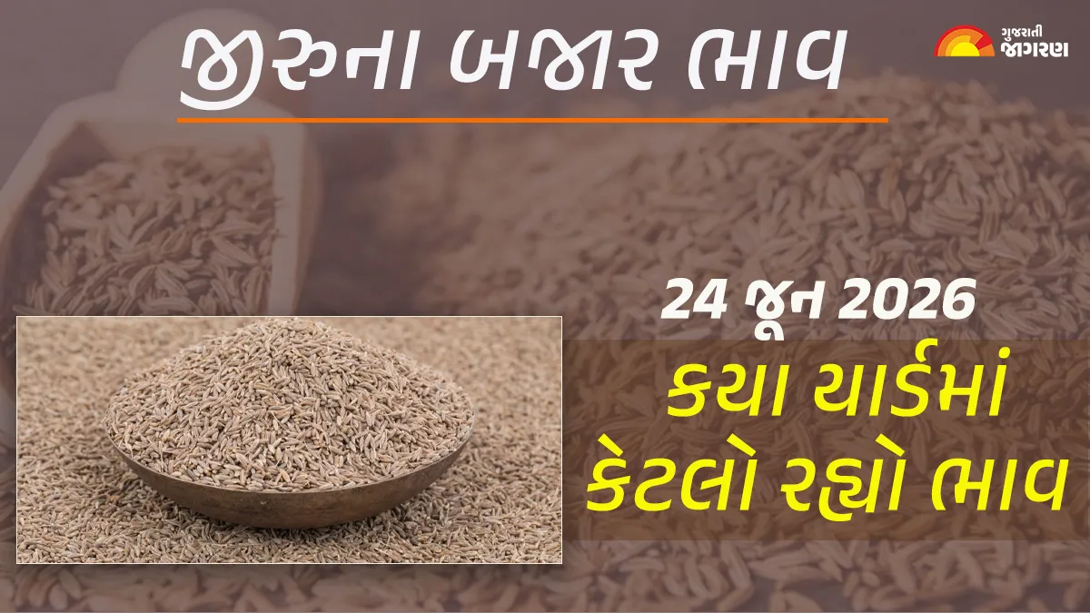 Jeera Price Today in Gujarat: Today’s market price of 30 yards of Jeera in Gujarat, know what the high and low prices were in which yard?