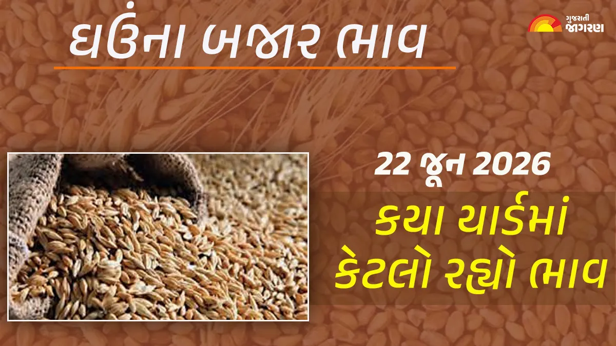 Wheat Prices in Gujarat (22 June 2026): Today’s market price of 51 yards of wheat in Gujarat, know what the high and low prices were in which yard?