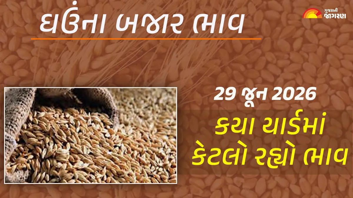 Wheat Prices in Gujarat (29 June 2026): Today’s market prices of wheat in Gujarat, know what the high and low prices were in which yard?