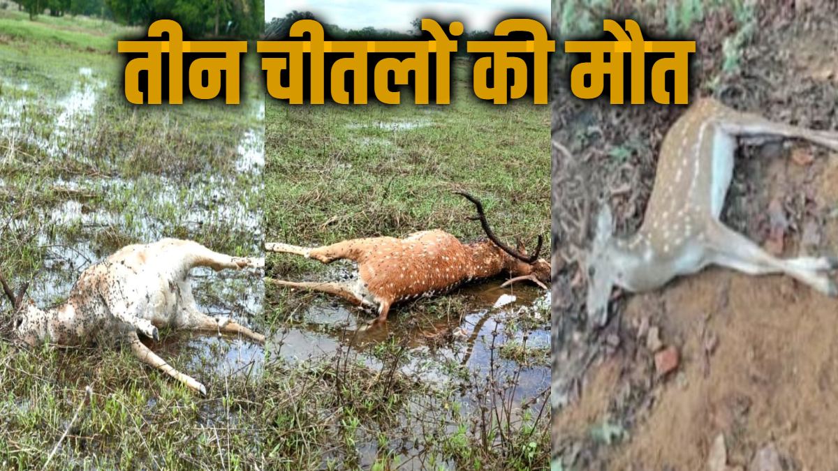 Wildlife: बारनवापारा अभयारण्य में 3 चीतलों की मौत, जांच में जुटी वन विभाग की टीम