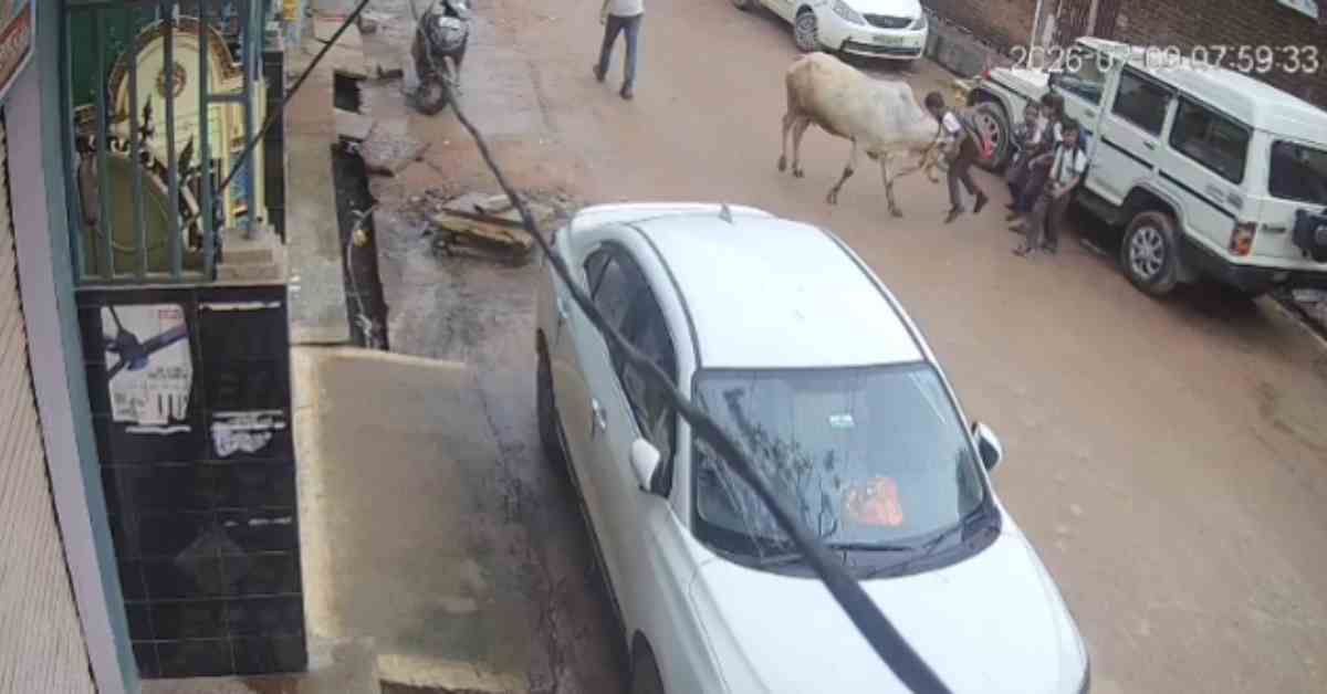 Lalitpur: ललितपुर में आवारा गाय का मासूम पर जानलेवा हमला, स्कूल से लौटते समय हुआ हादसा